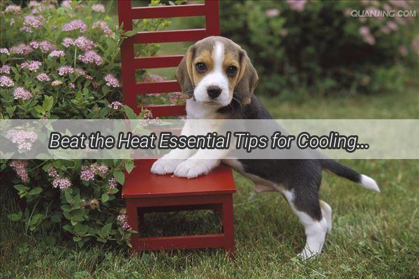 Beat the Heat Essential Tips for Cooling Down Your Puppy This Summer